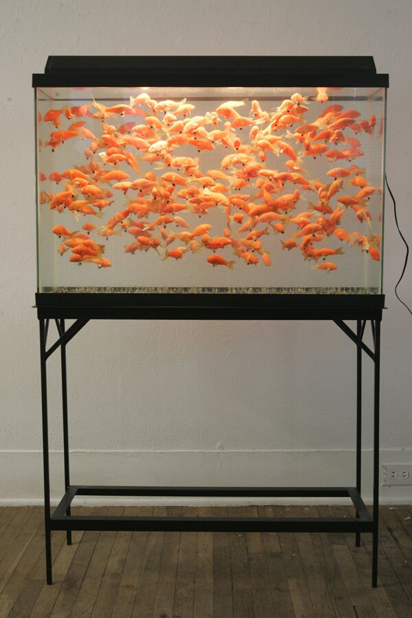 45 gallon tank of goldfish